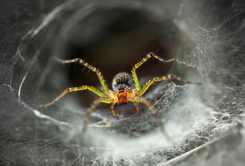 yellow spider protecting its web
