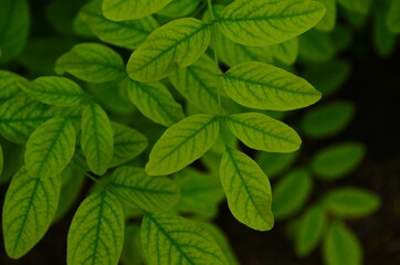 Fototapeta na wymiar Black locust or false acacia (Robinia pseudoacacia) green foliage