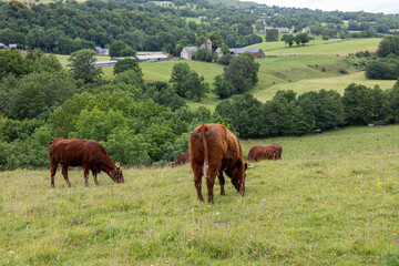 Fototapeta na wymiar Vaches de race Salers près du village de Cheylade dans le Cantal en Auvergne - France