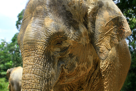 Elephants in the jungles of Kampar, Riau, Indonesia.