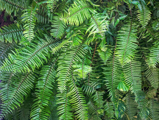 Beautiful natural fern empty pattern. Perfect background with young green tropical leaves of a fern. Foliage plant, jungle nature texture. Copy space. Kenya, Africa.