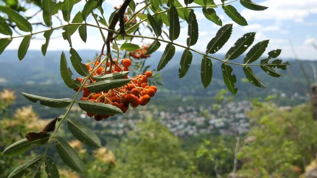 Close Up of Rowan Berries at the Battertfelsen in the Black Forest, Germany