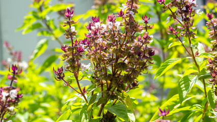 Basil flowers blooming beautifully, in the rainy season.