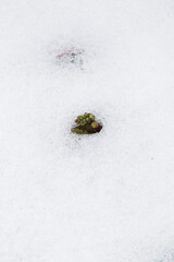 The sprout makes its way through the melted snow