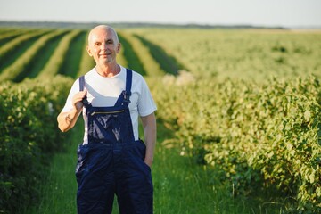 Portrait happy mature older man is smiling. Old senior farmer with white beard. Elderly man standing and looking at camera at field in sunny day.