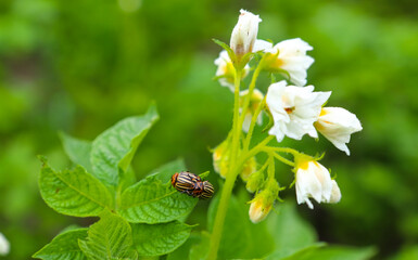 The Colorado potato beetle mates on green potato leaves. The main pest of potato crops. Potato bug....
