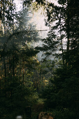 Obraz premium morning in the forest