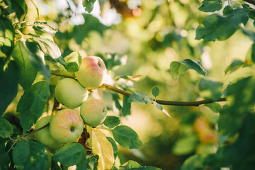 Fresh delicious apples