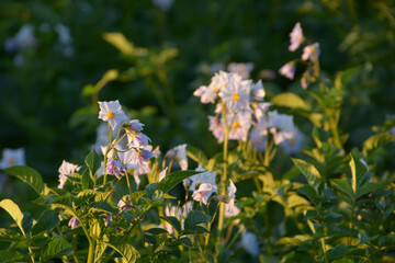 potato plant flowers blooming in the field close-up view