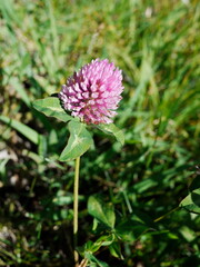 pink and purple flower 