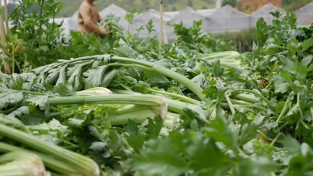 Farmer harvests celery. Vegetables, organic farming. Hand sowing and crop care. Attracting workers to work on farms. Agriculture and agribusiness