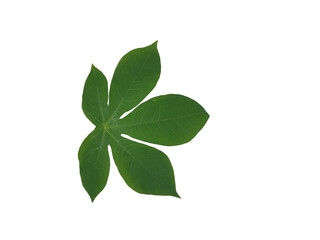Naklejka na ściany i meble tropical green leafs isolated on white background
