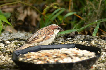 Spatz an Futterstelle