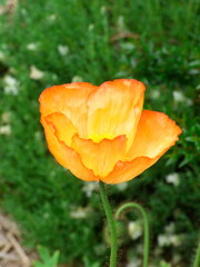 Flower Tulip