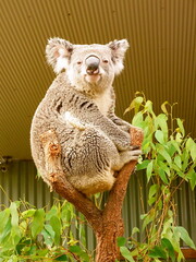 Koala sitting on a tree at the WILD LIFE Sydney Zoo