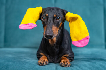 Funny black and tan dachshund dog with bright yellow colored socks for pets or children on ears is lying on sofa, advertising clothing.
