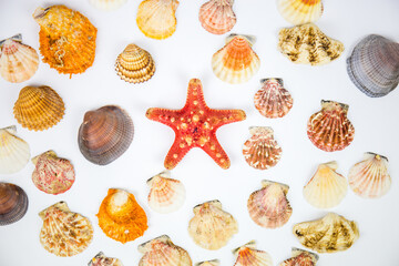composition of exotic shells and starfish on a white background. fossils found in the sea depths of...