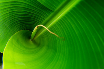 view of the inside of a banana leaf unrolling