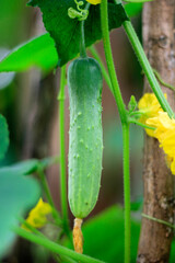 Fresh cucumber plants.