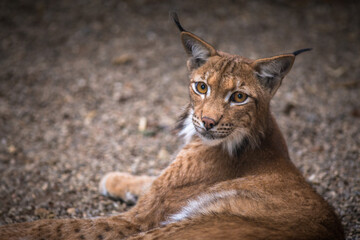 Carpathian lynx portrait
