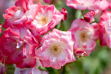 Obraz premium close up of pink flower