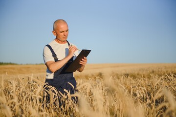 Naklejka na ściany i meble Agriculture, farmer or agronomist inspect quality of wheat in field ready to harvest