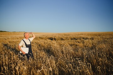 Naklejka na ściany i meble Serious gray haired agronomist or farmer using a tablet while inspecting organic wheat field before the harvest. Back lit sunset photo.