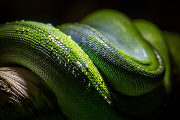 green python detail in nature
