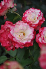 Beautiful pink roses in garden