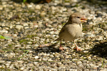 Spatz an Futterstelle