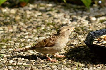 Spatz an Futterstelle