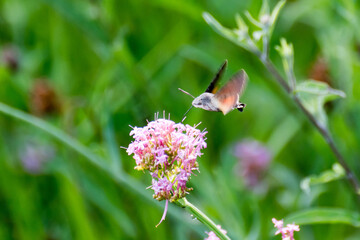 Macrofotografía de un esfinge colibrí en una flor © Alan