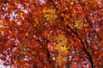 黄色に染まるカエデの葉