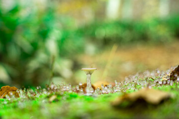小さなキノコと水滴がついた苔