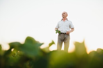 Senior farmer standing in soybean field examining crop at sunset.