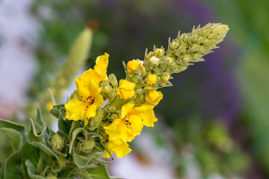 Yellow Verbascum (mullein) flower in the garden, close up view
