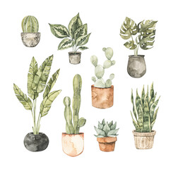 Watercolor house plant illustrations. Cactus, monstera, pipal, succulent, olive tree. Home decor botanic flowers. Greenery. Floral Design element. Perfect for invitations, cards, prints, posters © Kate Macate