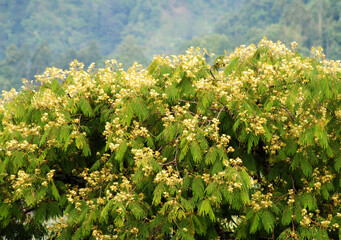 Flowers blooms on the top of the wild trees during monsoon at Gangtok in Sikkim. Monsoon gives different variety of attractive pictorial views to capture.