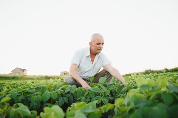 Agronomist inspecting soya bean crops growing in the farm field. Agriculture production concept. young agronomist examines soybean crop on field in summer. Farmer on soybean field