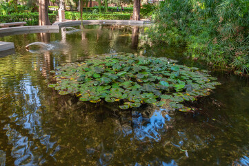 Pond with water lilies and plants
