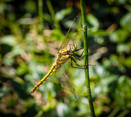 Large common shore dragonfly close up on a branch