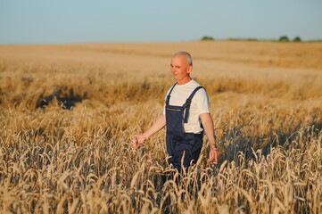 Naklejka na ściany i meble Portrait of senior farmer agronomist in wheat field checking crops before harvest. Successful organic food production and cultivation.