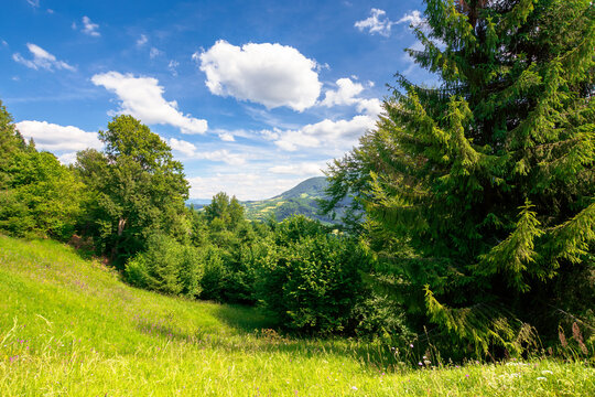 summer mountain landscape. trees on the green grassy hill. puffy clouds on the blue sky. idyllic scenery. view in to the distant valley on a sunny day
