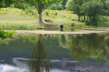 Summer landscape in the mountainous part of the Crimean peninsula