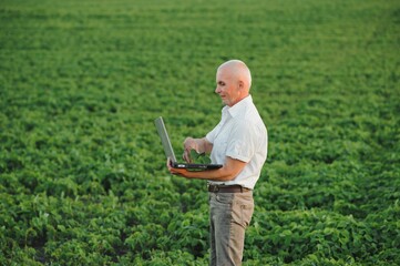 Senior farmer standing in soybean field examining crop at sunset.