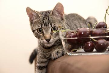 Bury kot z czereśniami  © Monika