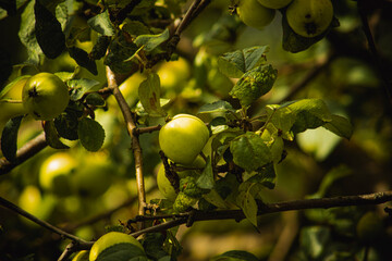 green apple tree