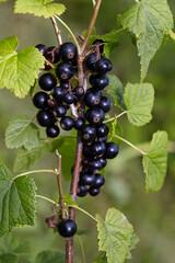 Tempting ripe black currants on the bush branch, ready for harvest.