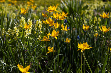 Obraz premium Colorful tulips bloom among green grass in the meadow. Nature background.