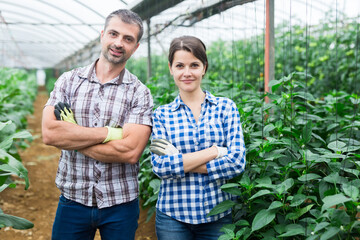 Portrait of successful farmer couple engaged in cultivation of organic vegetables in greenhouse, standing on plantation of eggplants